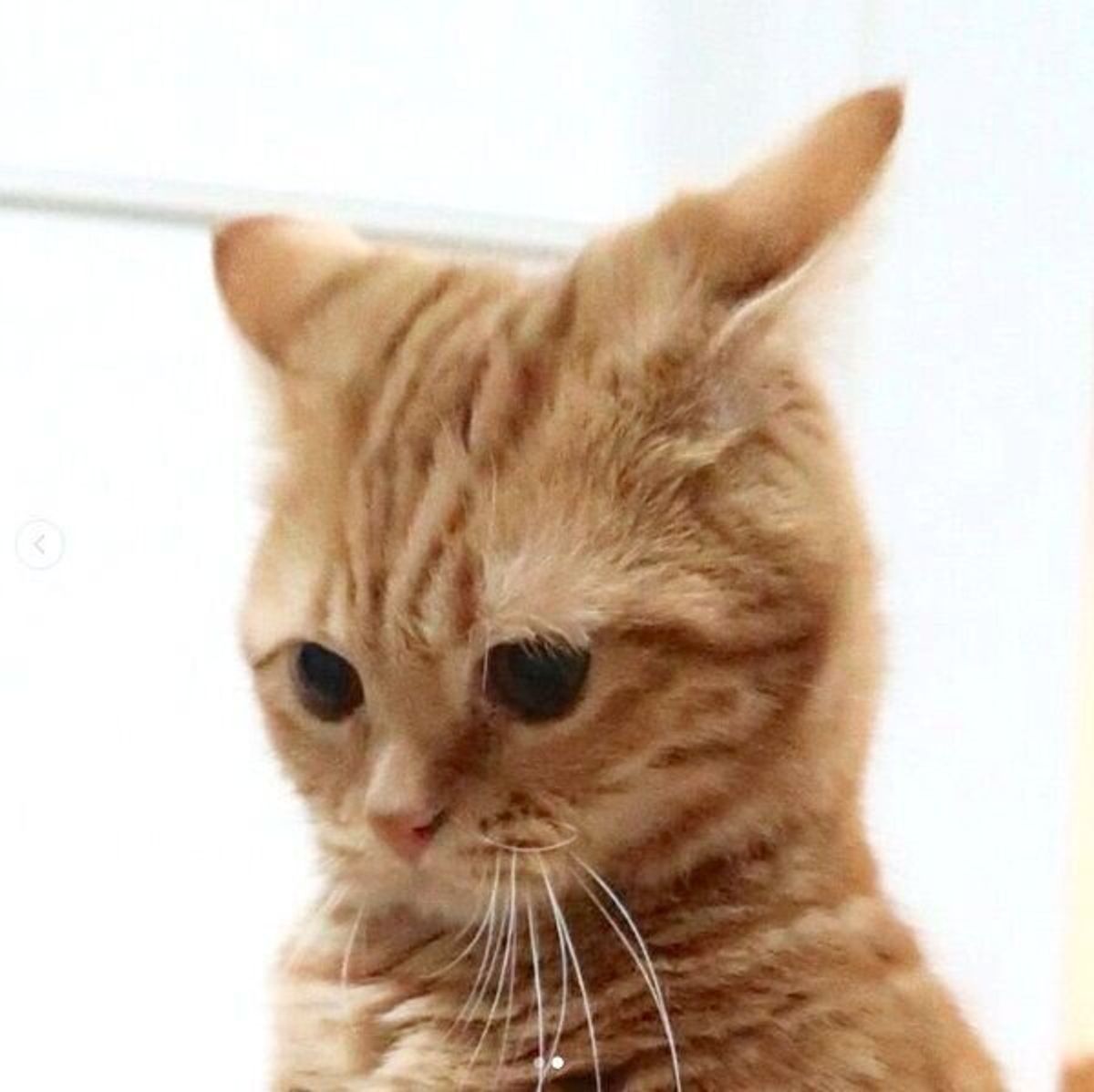 なぜか イカ耳最上級 の猫 飼い主が明かす理由に愛おしさが倍増する ねこのきもちweb Magazine なぜか イカ耳最上級 の猫 飼い主が明かす理由に愛おしさが倍増する ねこのきもちweb Magazine