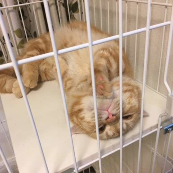 猫にケージは必要ない は勘違い 必要な理由と慣らし方 ねこのきもちweb Magazine