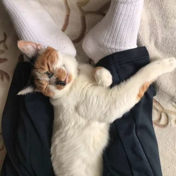 足の間でくつろぐ三毛猫