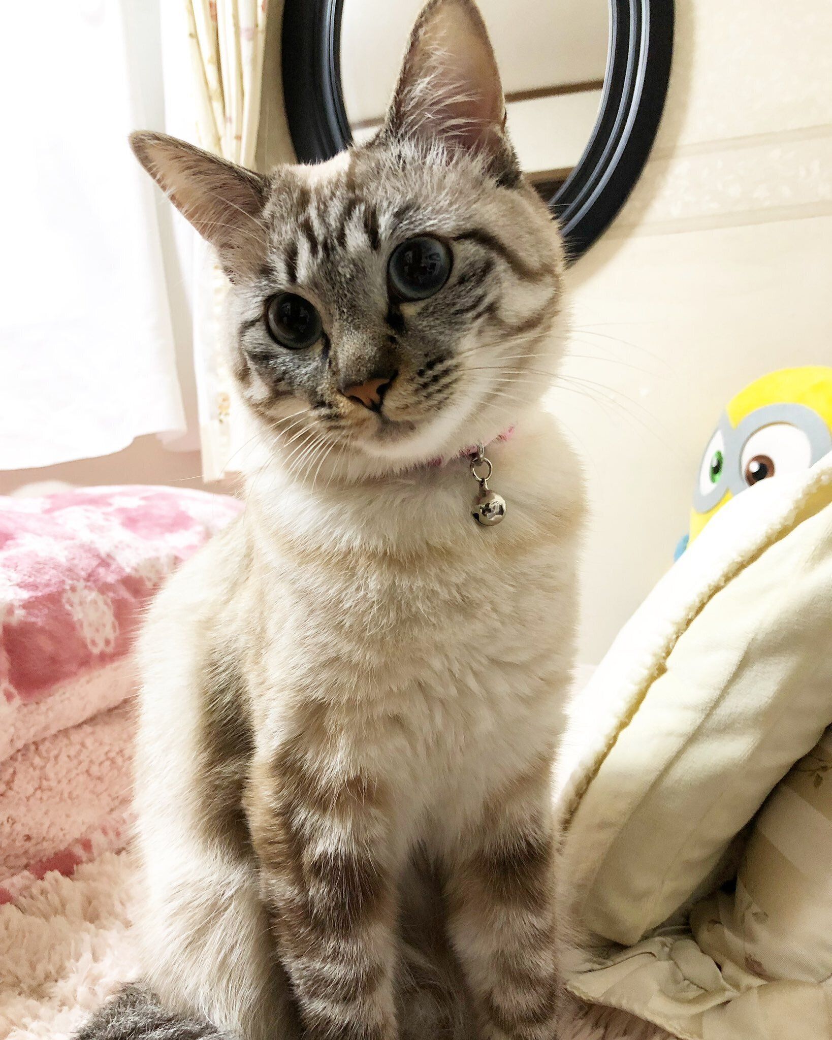 こもも子猫 sddefault.jpg