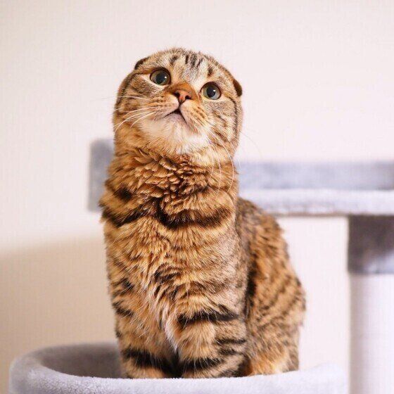 すまし顔をするスコのシオンくん