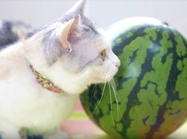 スイカ大好きニャンコ