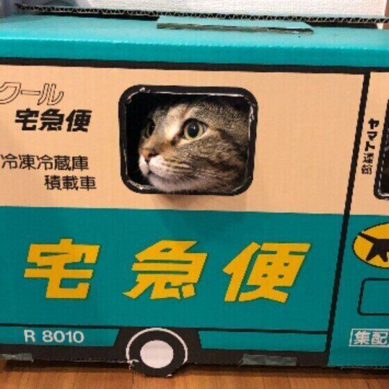 ダンボールに入る猫