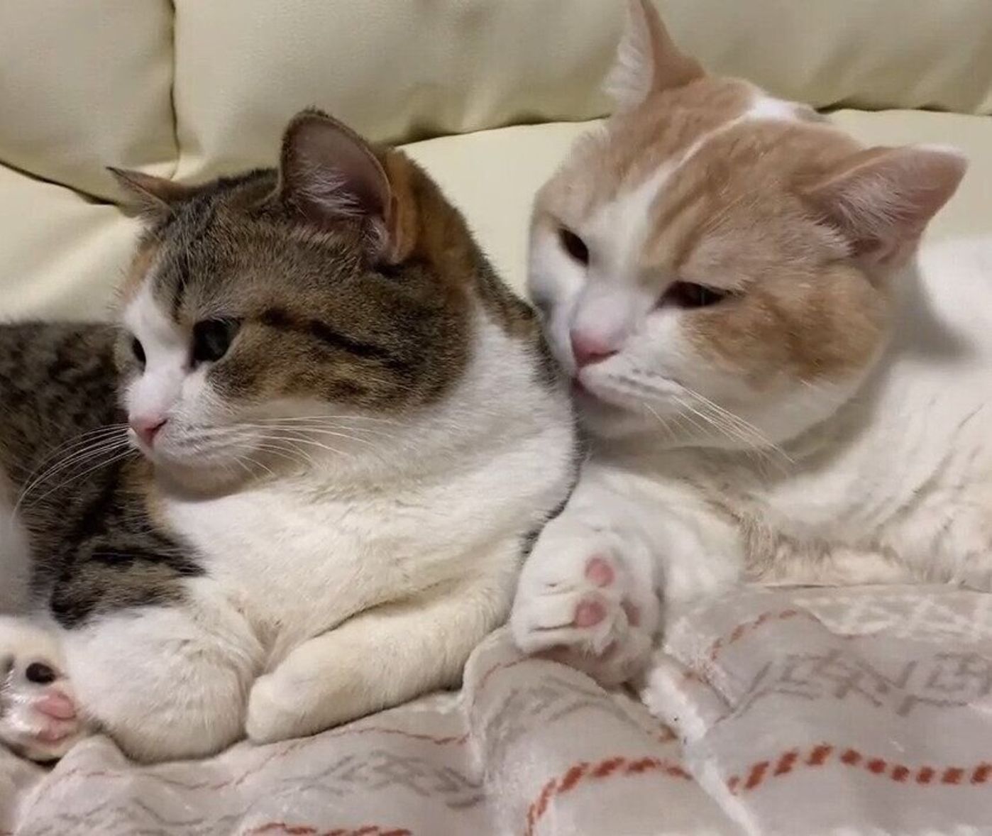 仲良しマンチカンとミヌエットのグルーミング 気持ちよさそうな2匹の姿に癒される ねこのきもちweb Magazine 仲良しマンチカンとミヌエットのグルーミング 気持ちよさそうな2匹の姿に癒される ねこのきもちweb Magazine