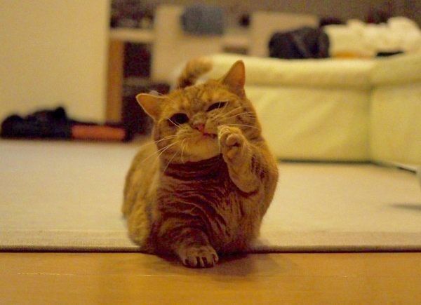 マンチカンの茶太郎くん