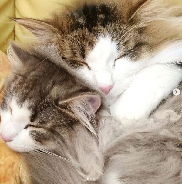 くっついて眠る虎鉄くんと虎蒼くん