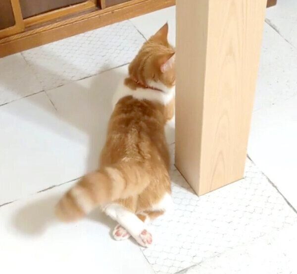 あんよをクロスさせるむぎちゃん
