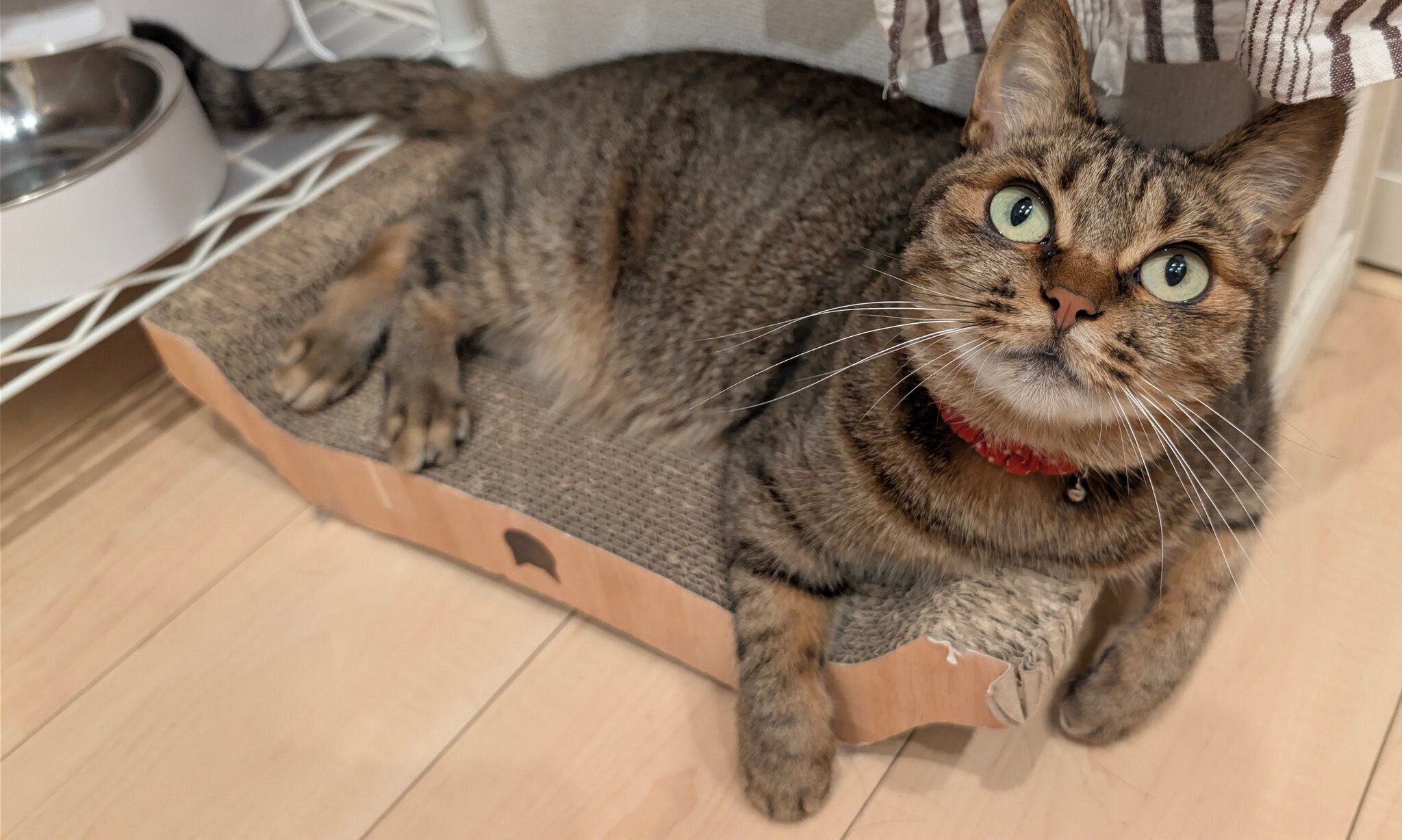 ゴハンを待っている猫