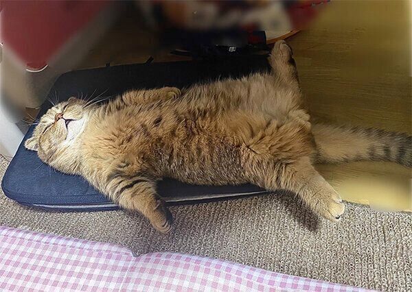 ヘソ天するたぬ吉くん