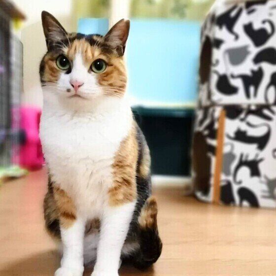 おすわりをする三毛猫