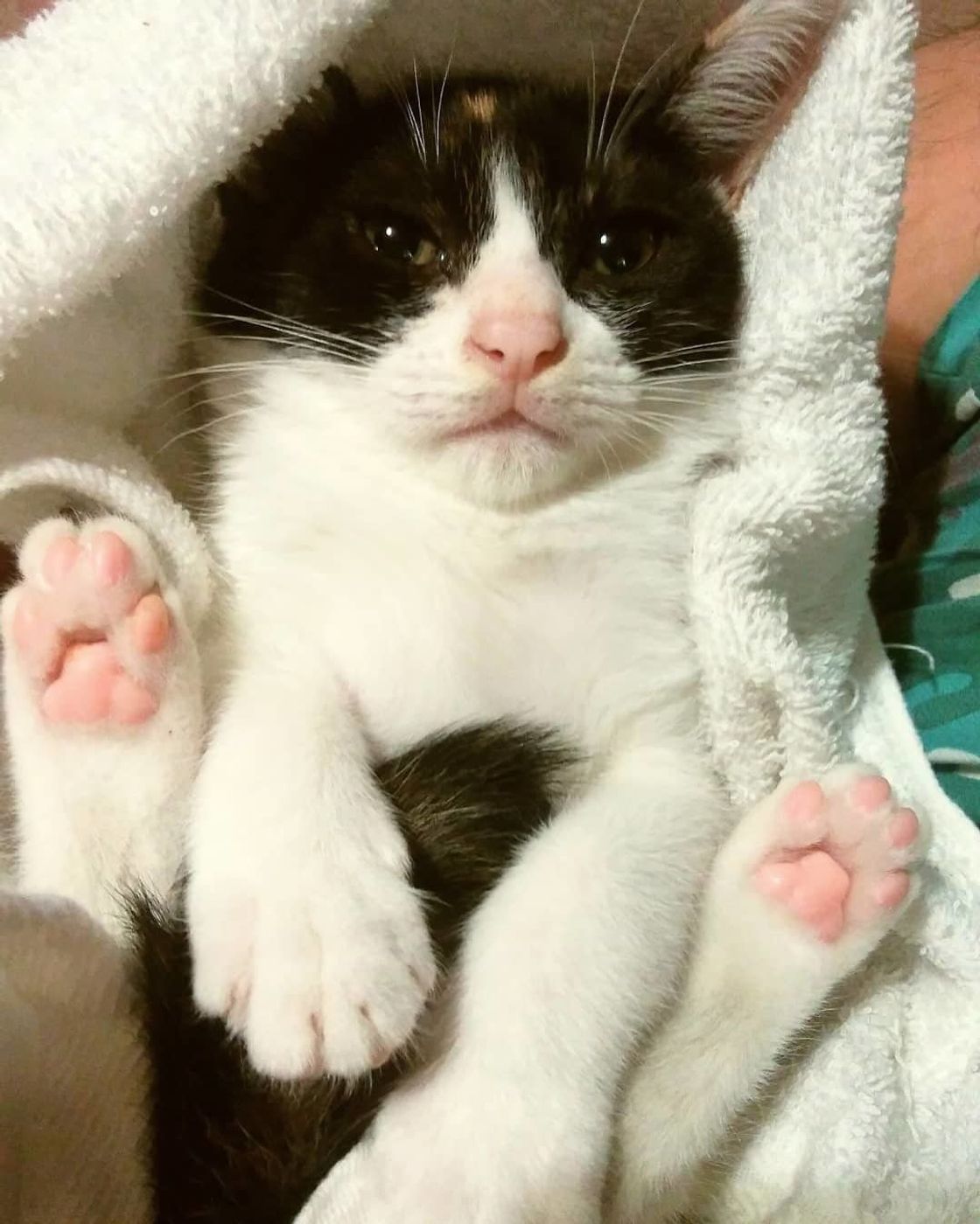 今すぐ愛猫の肉球をチェック 話題の ねこてそ をご紹介 ねこのきもちweb Magazine 今すぐ愛猫の肉球をチェック 話題の ねこてそ をご紹介 ねこのきもちweb Magazine