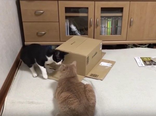 ヤドカリにゃんこ