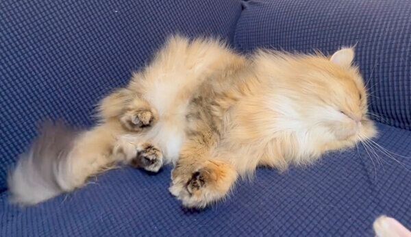 ブラッシングの余韻に浸るむふぁたんくん