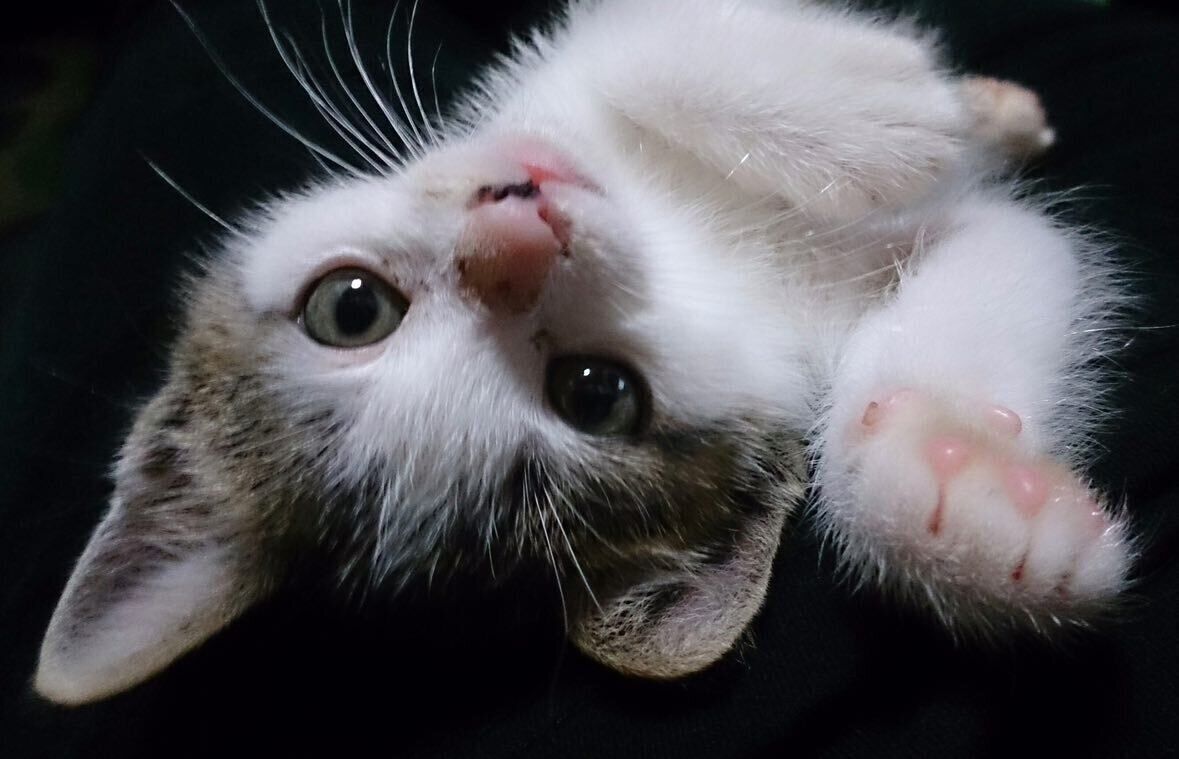 あどけない表情の猫