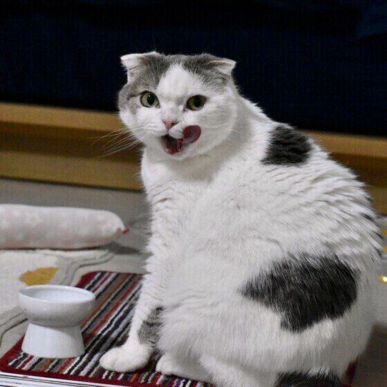 スコティッシュフォールドの定春ちゃん