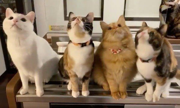 まったく同じ動きをする猫たち