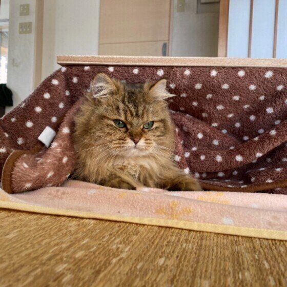 こたつでくつろぐサイベリアンのぽんじろうちゃん