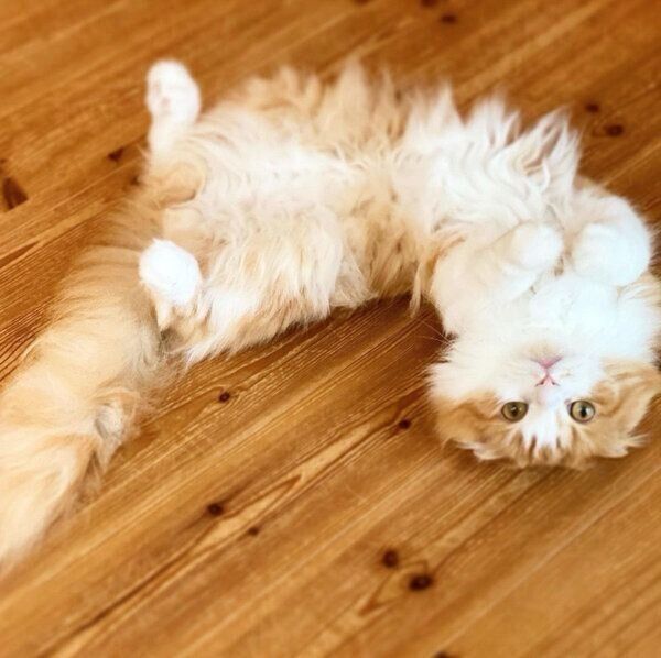 寝転がるロイくん