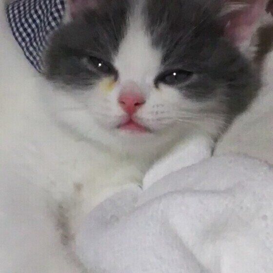 スコティッシュフォールドのロコくん