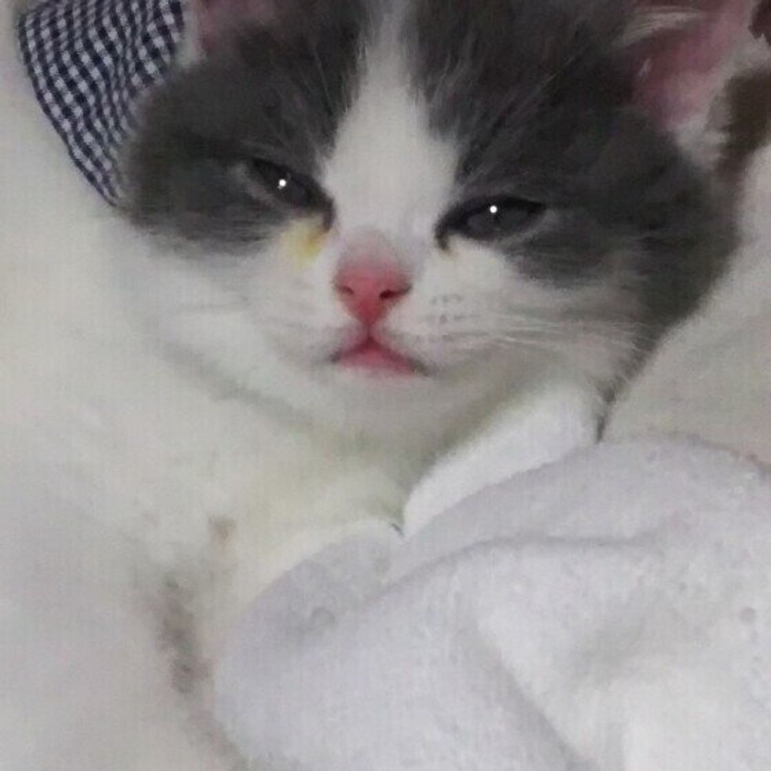 猫は人の言葉を理解している 猫の知能について解説 ねこのきもちweb Magazine 猫は人の言葉を理解している 猫の知能について解説 ねこのきもちweb Magazine