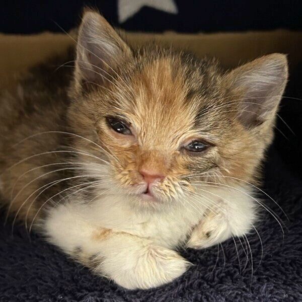 保護当時のポテトちゃん