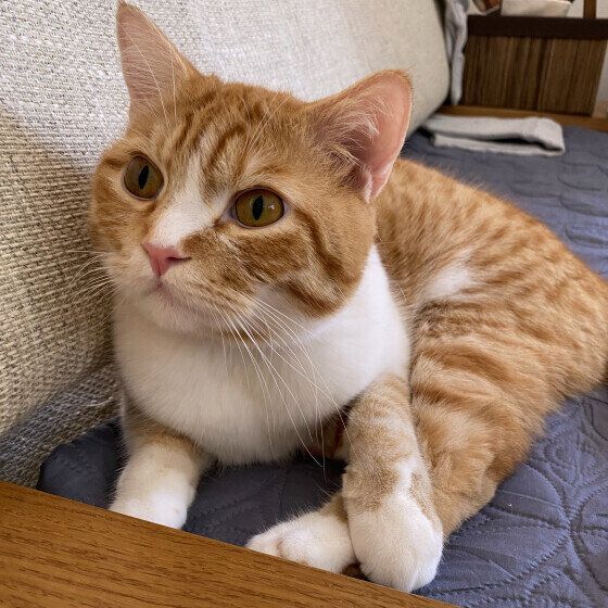 ソファに座るマンチカン