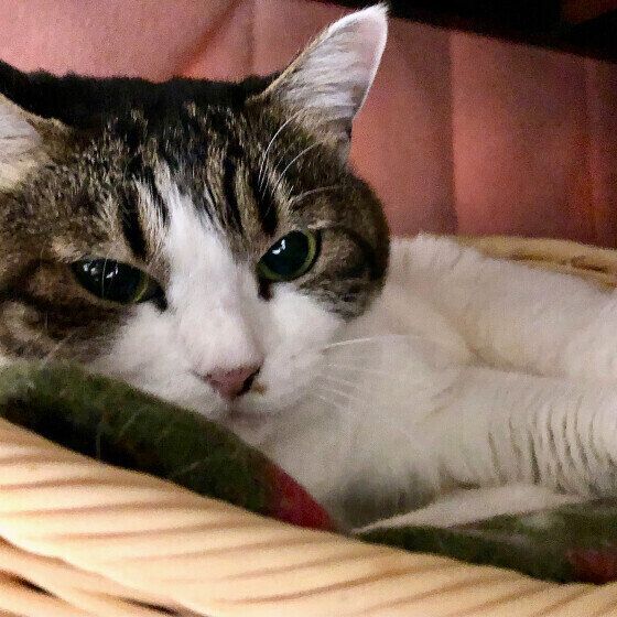 キジトラのラブリーちゃん