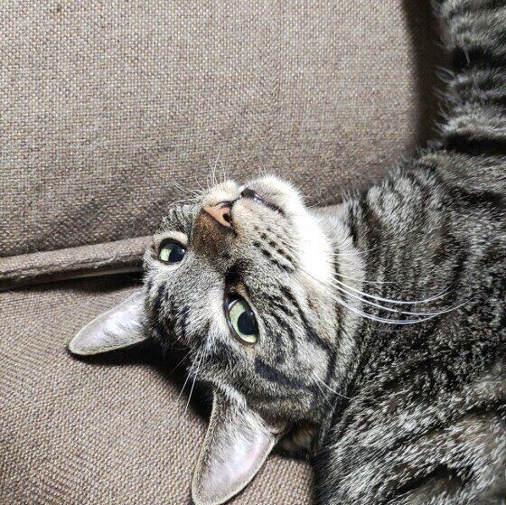 眠そうなサバトラ