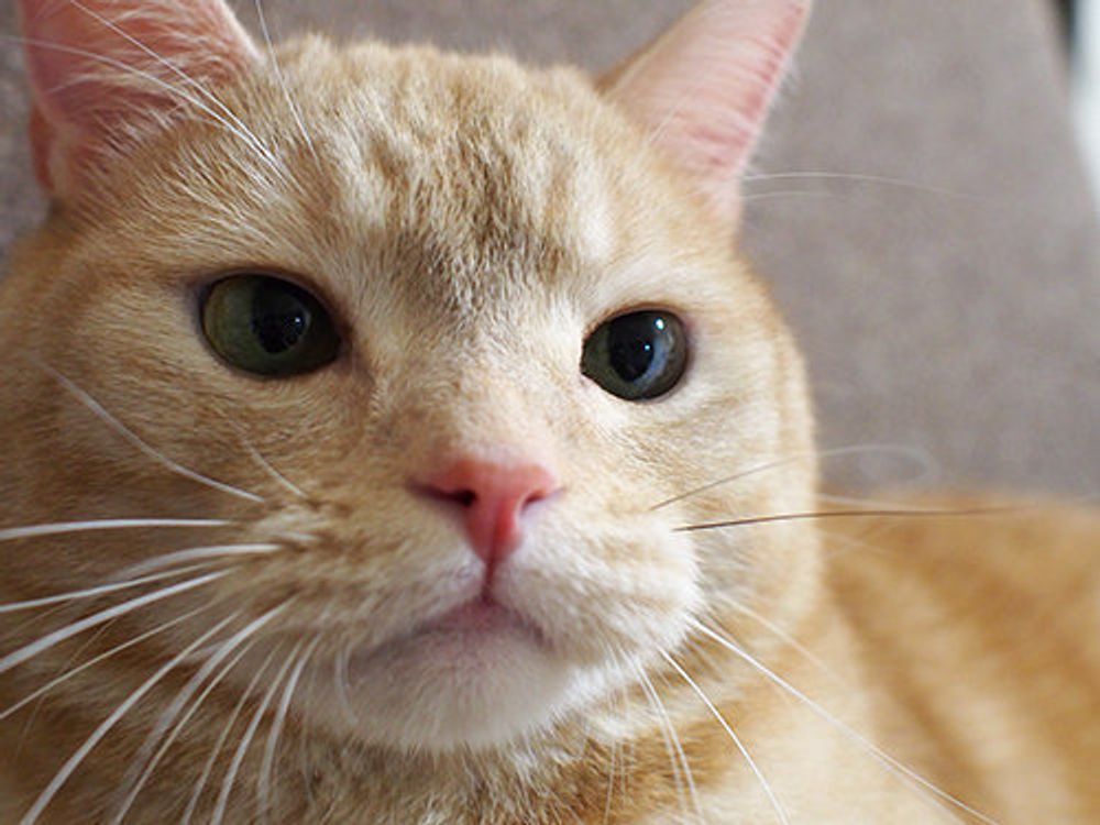 幸運を招く レアな黒いヒゲ マンチカンのぷーちゃん Vol 37 ねこのきもちweb Magazine 幸運を招く レアな黒いヒゲ マンチカンのぷーちゃん Vol 37 ねこのきもちweb Magazine