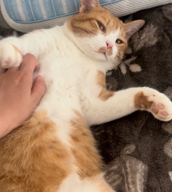 ナデナデが好きなきなこくん