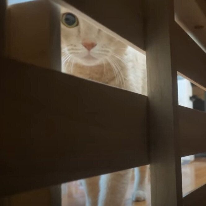 隙間から見つめる猫