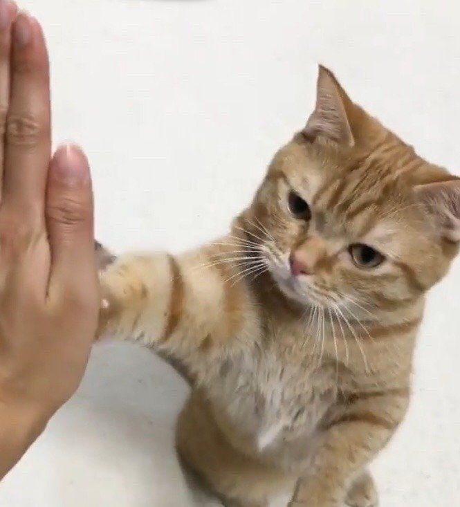 ハイタッチにゃん♡