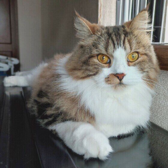 ピアノにのる絆くん（スコティッシュフォールド・ロングヘア）