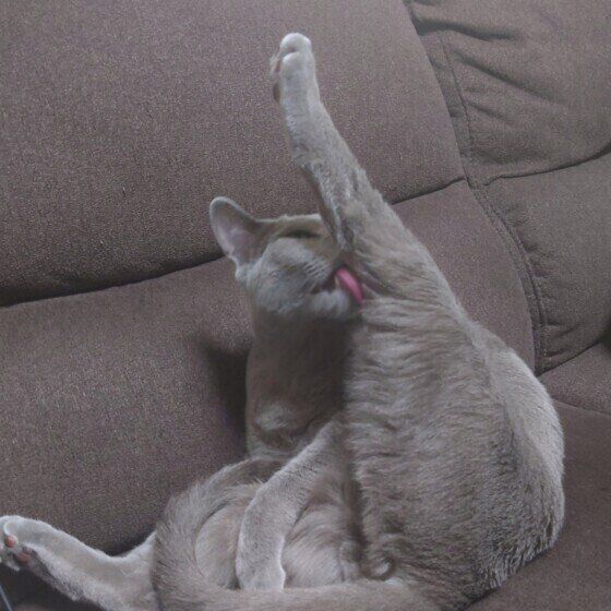 後ろ足を上に伸ばすロシアンブルー