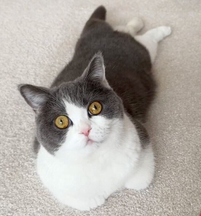 可愛いポーズでくつろぐおもちちゃん