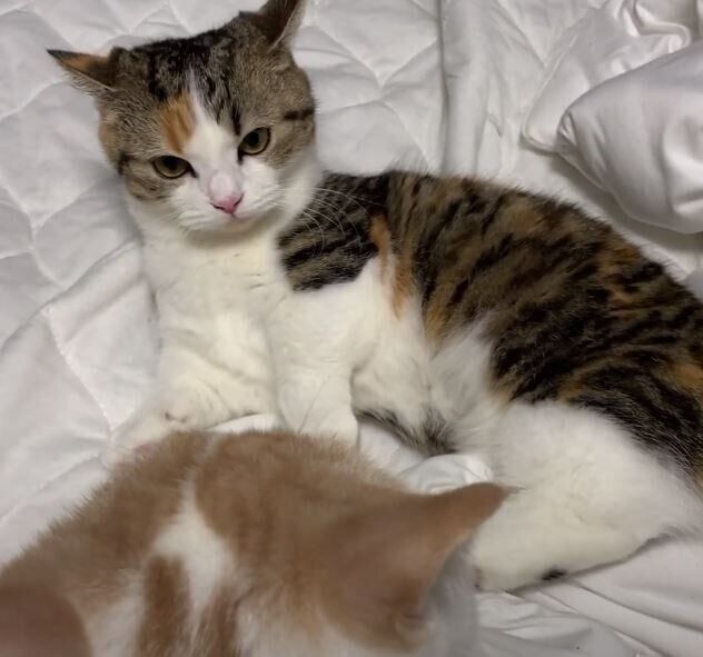 怒るミヌエット