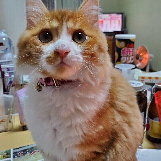 見つめるノルウェージアンフォレストキャット