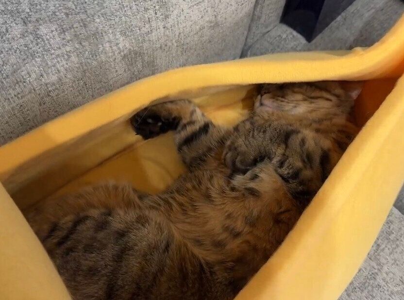 バナナベッドで眠るまつたけちゃん