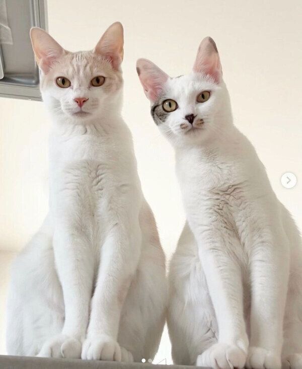 見つめるコメちゃんとミソくん