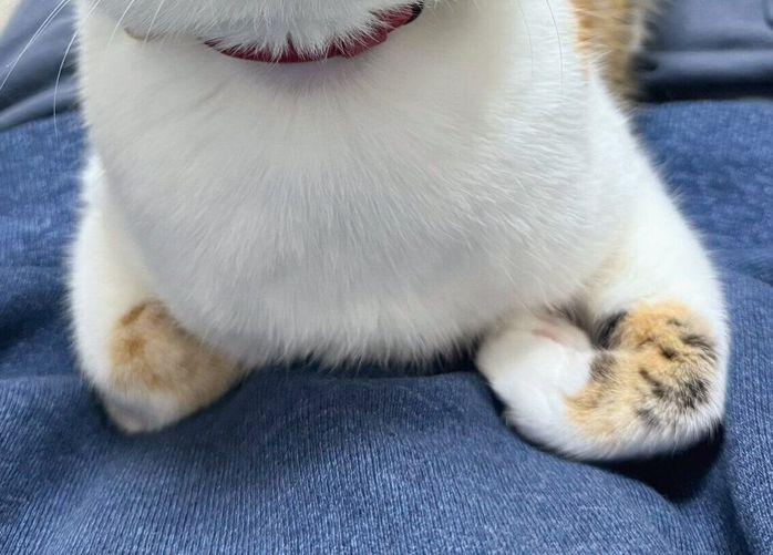 飼い主さんの膝の上でまったりするこはくちゃん