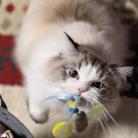 ラグドールのLeoくん