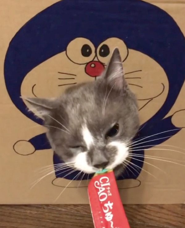 ちゅ〜るを食べる猫