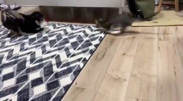 猫じゃらしで遊ぶアレサちゃんとマーロンくん