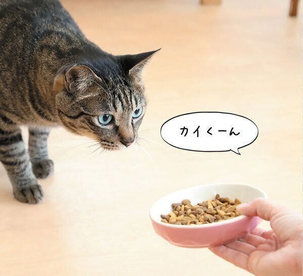 ごはんが気になる猫