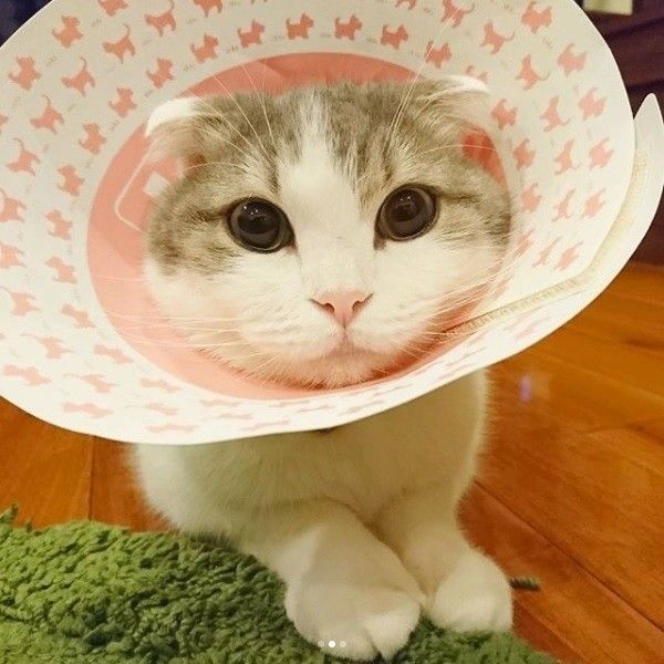 エリザベスカラーを付けた猫