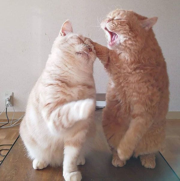 じゃれるマンチカンとセルカークレックス