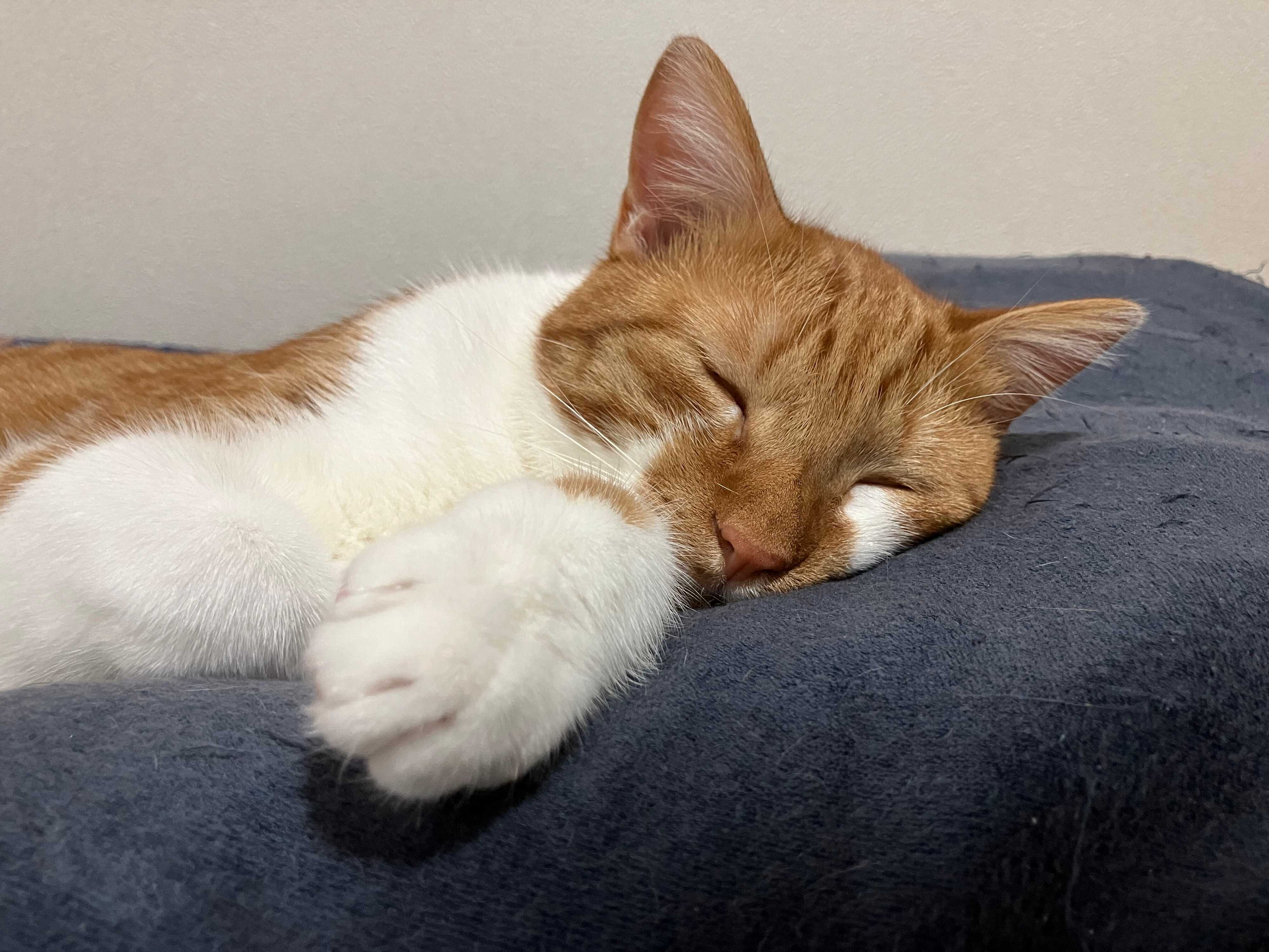 眠っている猫