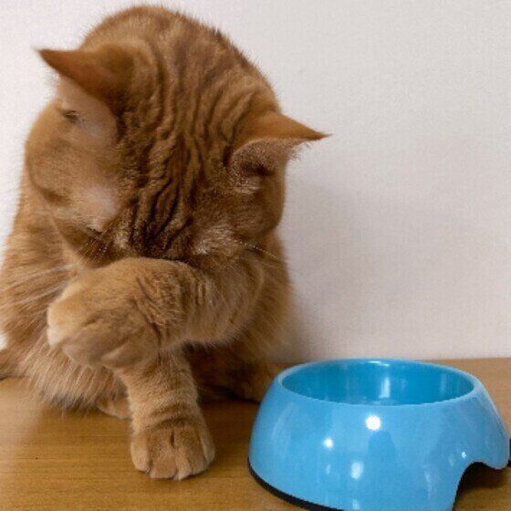 食後のこむぎ。くん（スコティッシュフォールド）