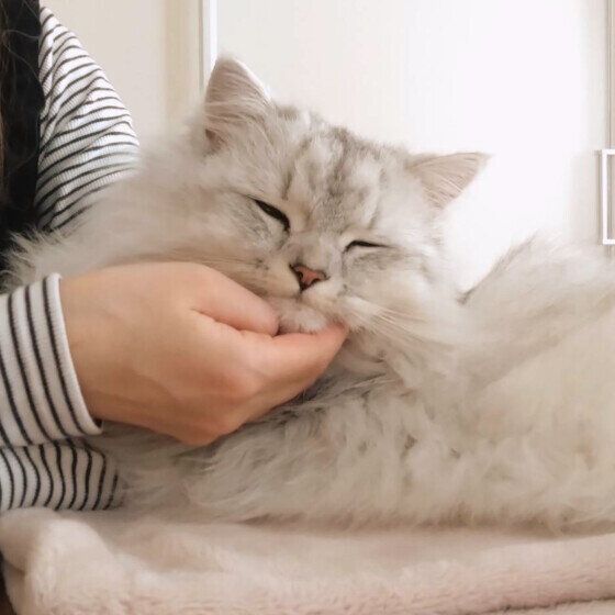 ミヌエット　あまえんぼ
