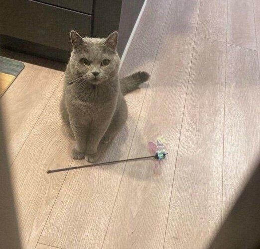 猫じゃらしを持ってきて、飼い主さんのことを待つおそばくん